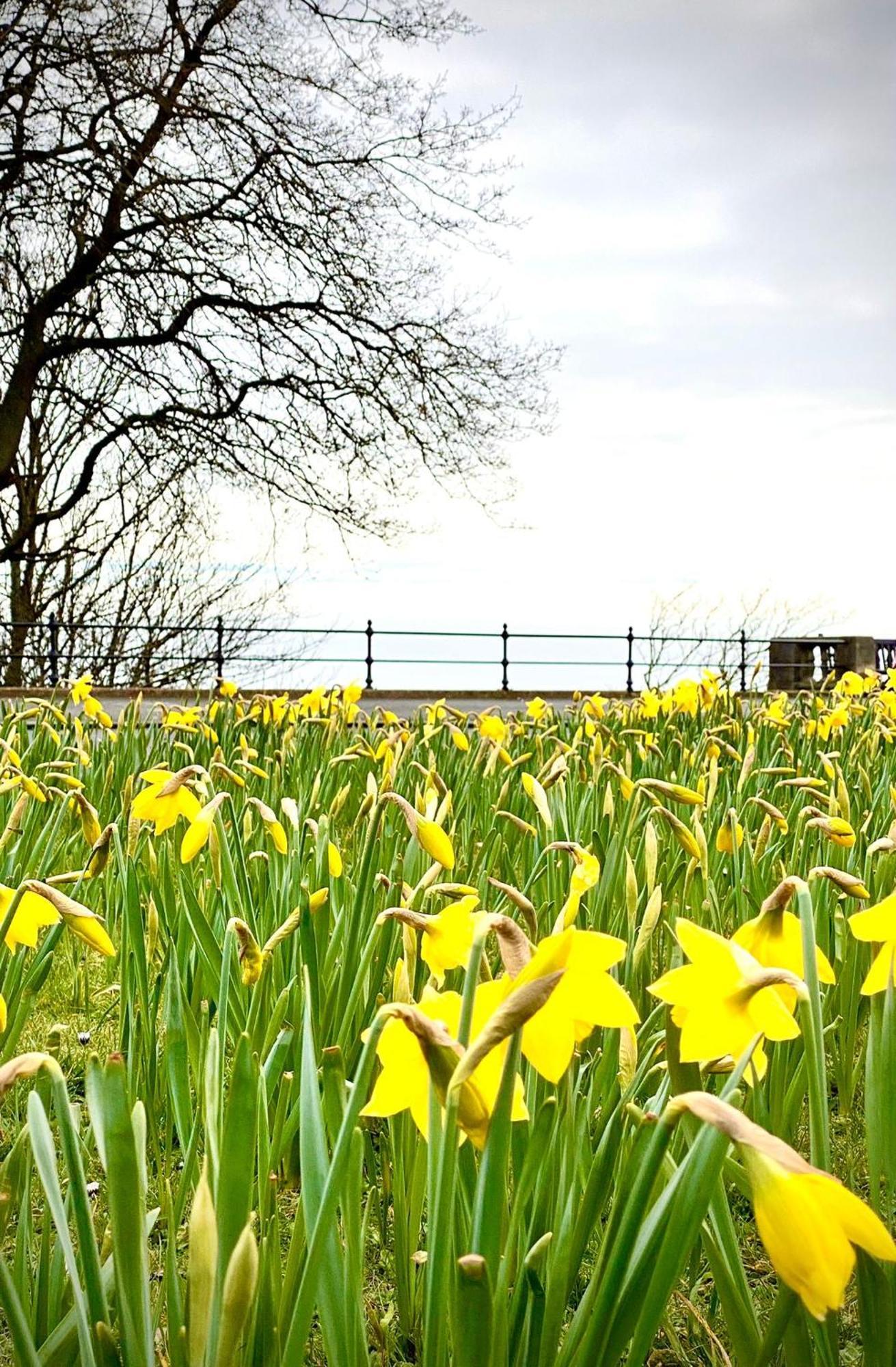 Esplanade Garden Apartment Scarborough Dış mekan fotoğraf